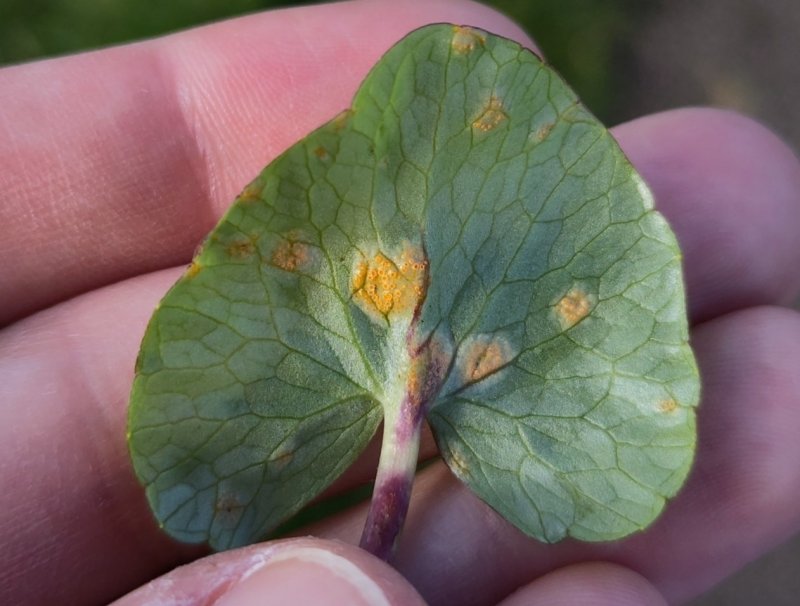 Aecidium ficariaePhotographer:  Jake Dalzell