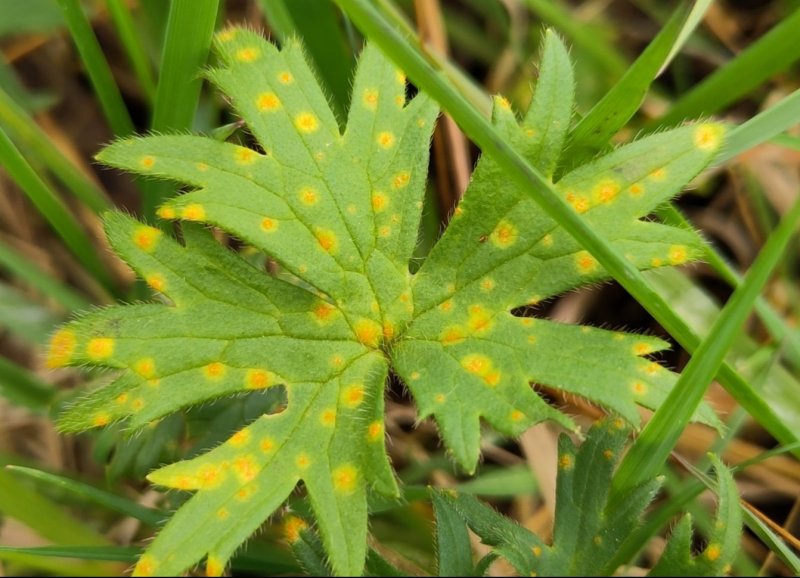 Aecidium ranunculi-acrisPhotographer:  Jake Dalzell