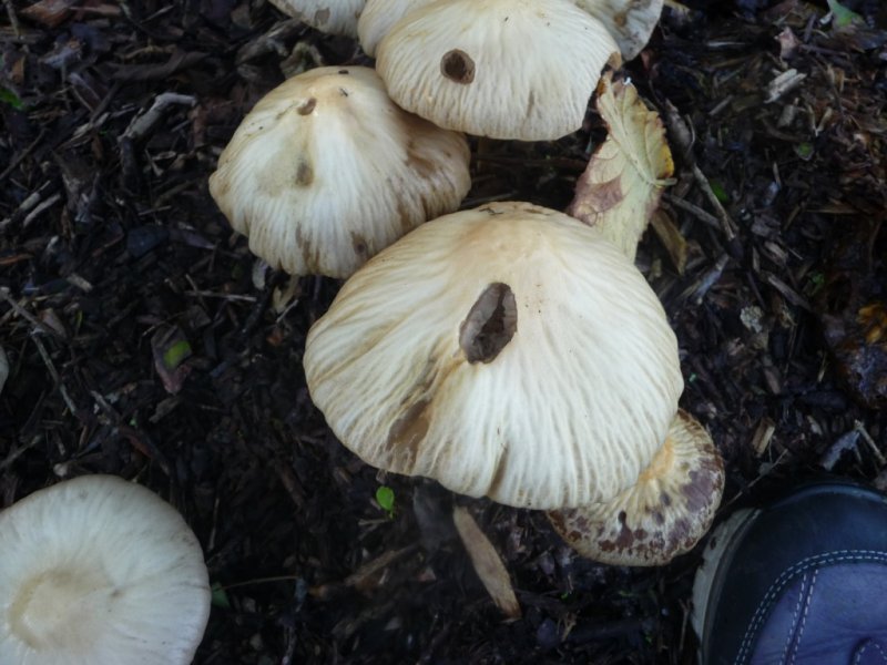 Agrocybe rivulosaPhotographer: Aideen O