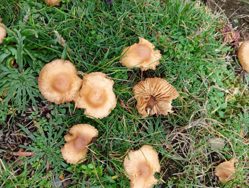 Marasmius oreadesPhotographer:  David Mitchel