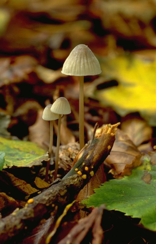 Mycena filopesPhotographer:  Mark Wright