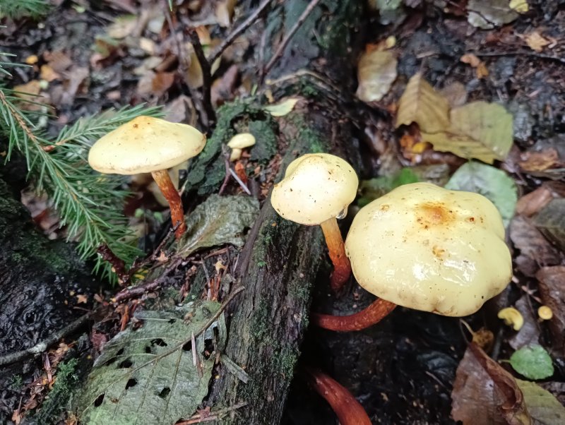 Pholiota alnicolaPhotographer:  David Mitchel