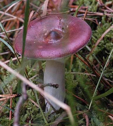 Russula caeruleaPhotographer:  Chris Stretch