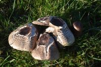 Agaricus