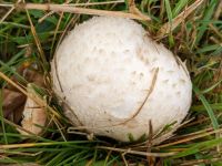 Agaricus