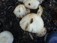 Agrocybe