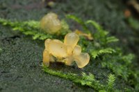 Calocera