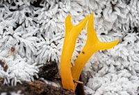 Calocera