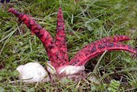 Clathrus