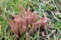 Clavaria