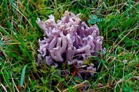 Clavaria