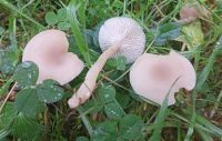 Clitocybe