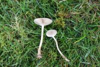 Clitocybe