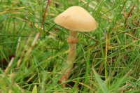 Conocybe