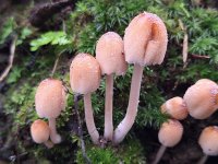 Coprinellus