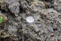 Coprinopsis