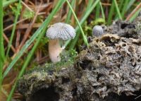 Coprinus