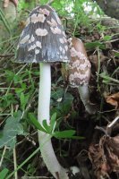 Coprinopsis