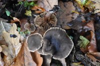 Cortinarius