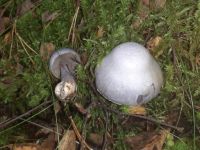 Cortinarius