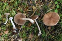 Cortinarius