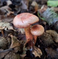 Cortinarius