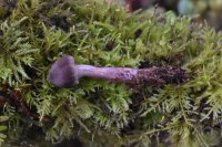 Cortinarius