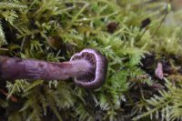 Cortinarius