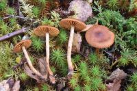 Cortinarius