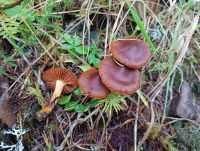 Cortinarius