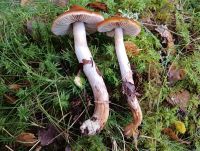 Cortinarius