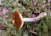 Cortinarius