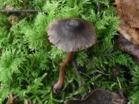Cortinarius