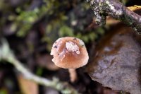 Cortinarius