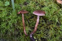 Cortinarius