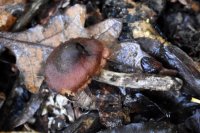 Cortinarius