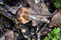 Cortinarius