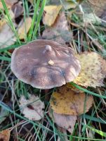 Cortinarius