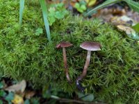 Cortinarius