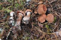 Cortinarius