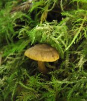 Cortinarius