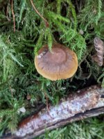 Cortinarius