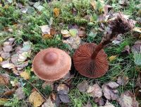 Cortinarius