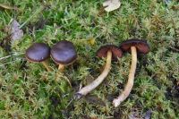 Cortinarius