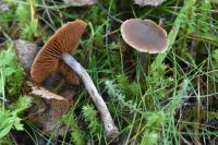 Cortinarius