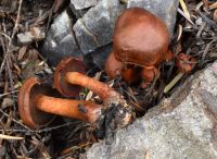 Cortinarius