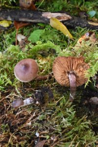 Cortinarius