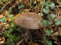 Cortinarius