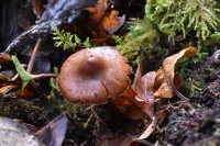 Cortinarius