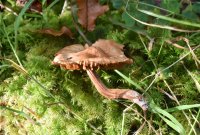 Cortinarius